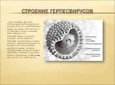 Герпесвирусы- крупные оболочечные ДНК-содержащие вирусы. Вирион имеет овальную форму, диаметр 150-200 нм. В центральной части находится ДНК, окруженная икосаэдрическим капсидом. Снаружи вирус окружает оболочка с гликопротеиновыми шипами, сформированными из внутреннего слоя ядерной мембраны клетки. Т
