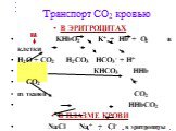 В ЭРИТРОЦИТАХ KHbO2 K+ + Hb + O2 в клетки Н2О + СО2 Н2СО3 НСО3- + Н+ КНСО3 ННb СО2 + из тканей СО2 ННbCO2 В ПЛАЗМЕ КРОВИ NaCl Na+ + Cl- в эритроциты NaHCO3 HCO3- из эритроцитов. КА