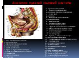 Анатомия мужской половой системы. 1 - тело 4 поясничного позвонка 2 - промонториум 3 - брыжейка сигмовидной кишки 4 - сигмовидная кишка 5 - левый мочеточник 6 - пузырно-прямокишечная складка 7 - пузырно-прямокишечное углубление 8 - прямая кишка 9 - семенной пузырек 10 - простата