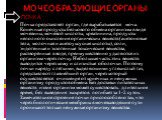 МОЧЕОБРАЗУЮЩИЕ ОРГАНЫ. ПОЧКА   Почка представляет орган, где вырабатывается моча. Конечные продукты белкового обмена организма в виде мочевины, мочевой кислоты, креатинина, продукты неполного окисления органических веществ (ацетоновые тела, молочная и ацетоуксусная кислоты), соли, эндогенные и экзог