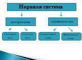 Нервная система центральная периферическая Головной мозг Спинной мозг. Соматический отдел. Вегетативный отдел