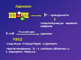 Аденозин G A1. гиперполяризация корковых нейронов. PGD2. -модуляция А1-рецепторов к аденозину. -простагландкиназа D – в мозговых оболочках и в хороидном плексусе