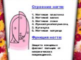 Строение ногтя: 1. Ногтевая пластина 2. Ногтевой валик 3. Ногтевое ложе 4. Лунка/луна/полумесяц 5. Кутикула 6. Ногтевая матрица Функция ногтя: Защита концевых фаланг пальцев от механических повреждений.