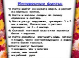 Интересные факты: Ногти растут из живого корня, а состоят из мёртвых клеток. Ногти и волосы сходны по своему строению и составу. Ногти растут медленно, примерно 3 – 5 мм в месяц. Полностью отрастают примерно за 3 – 4 месяца. Основой ногтевой пластинки является белок – кератин. Ногти способны впитыва