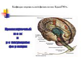 Промежуточный мозг и ретикулярная формация. Кафедра нормальной физиологии КрасГМА.