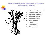 Схема строения нейросекреторной гипоталамо-гипофизарной системы. Паравентрикулярное ядро. Супраоптическое ядро. Зрительный перекрест. Портальные сосуды. Мамиллярные тела. Ножка гипофиза. Гипофиз. Аденогипофиз. Нейрогипофиз