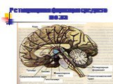 Ретикулярная формация среднего мозга