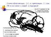 Схема облегчающих (+) и тормозящих (-) зон РФ м ее связи с корой и подкоркой. ТОРМОЗЯЩИЕ ПУТИ: 1 – кортикоретикулярный, 2- каудатоспинальный, 3 – мозжечковретикулярный, 4 -ретикулоспинальный. ОБЛЕГЧАЮЩИЕ ПУТИ: 5 – спиноретикулярный, 6 -вестибулоспинальный