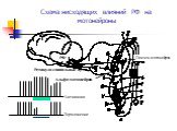Схема нисходящих влияний РФ на мотонейроны. РФ. Ретикуло-спинальные пути. Альфа-мотонейрон Гамма-мотонейрон Активация Торможение