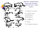 Эффекты раздражения различных участков промежуточного мозга кошки. А – рвота и чихание Б – прием пищи, двигательное возбуждение В – дефекация Г – рвота Д – изменение зрачка