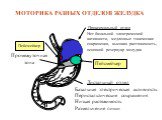 МОТОРИКА РАЗНЫХ ОТДЕЛОВ ЖЕЛУДКА. Проксимальный отдел Нет базальной электрической активности, медленные тонические сокращения, высокая растяжимость, основной резервуар желудка. Промежуточная зона. Пейсмейкер. Дистальный отдел Базальная электрическая активность Перистальтические сокращения Низкая раст