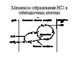 Механизм образования HCl в обкладочных клетках