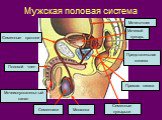 Мужская половая система. Мочевой пузырь Мочеточник Семенные протоки. Предстательная железа. Семенники Мошонка Половой член. Мочеиспускательный канал. Прямая кишка. Семенные пузырьки