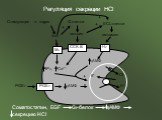 Стимуляция n. vagus. Регуляция секреции HCl. M3 CCK-B H2 G-клетки гастрин + ECL-клетки гистамин PGE2 -. Соматостатин, EGF Gi-белок цАМФ секрецию HCl