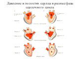 Давление в полостях сердца в разные фазы сердечного цикла