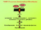 PDGF EGF. NIH3T3-клетки (immortalized fibroblasts)