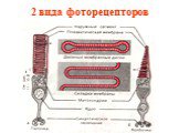 2 вида фоторецепторов