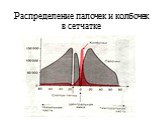 Распределение палочек и колбочек в сетчатке