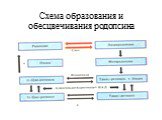 Схема образования и обесцвечивания родопсина