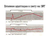 Влияние адаптации к свету на ЭРГ