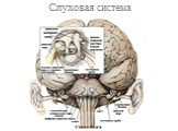 Слуховая система