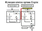 Функция клеток органа Корти. Глутамат