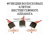 ФУНКЦИИ ВОЛОСКОВЫХ КЛЕТОК ВЕСТИБУЛЯРНОГО АППАРАТА