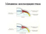 Механизм аккомодации глаза