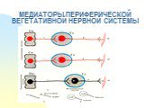 МЕДИАТОРЫ ПЕРИФЕРИЧЕСКОЙ ВЕГЕТАТИВНОЙ НЕРВНОЙ СИСТЕМЫ