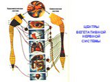 ЦЕНТРЫ ВЕГЕТАТИВНОЙ НЕРВНОЙ СИСТЕМЫ