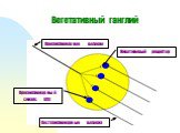 Вегетативный ганглий. Преганглионарное волокно. Постганглионарные волокна. Преганглионарный синапс (АХ). Никотиновый рецептор