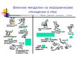 Влияние миндалин на иерархические отношения в стае. До операции. После удаления миндалин у Дейва