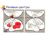 Речевые центры