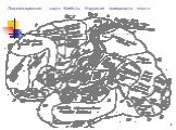 Локализационная карта Клейста. Наружная поверхность мозга