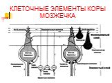 КЛЕТОЧНЫЕ ЭЛЕМЕНТЫ КОРЫ МОЗЖЕЧКА