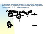 Возможный механизм переноса собственно кишечных ферментов на клеточную поверхность путем обратного пиноцитоза. А – Г – стадии процесса