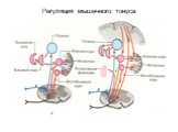 Регуляция мышечного тонуса