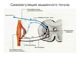 Саморегуляция мышечного тонуса