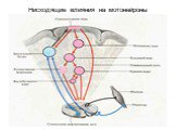 Нисходящие влияния на мотонейроны