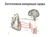 Вегетативная иннервация сердца