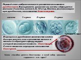 Первый этап эмбрионального развития называется дроблением. В результате деления из зиготы образуются вначале 2 клетки, затем 4, 8, 16 и т.д. Клетки, возникающие при дроблении, называются бластомерами. В процессе дробления количество клеток быстро растет, они становятся мельче и мельче и образуют сфе