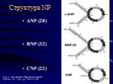Структура NP ANP (28) BNP (32) CNP (22). Craig S. Barr and others “C-type natriuretic peptide” Peptides Vol. 17,No, 7, pp. 1243-1251,1996