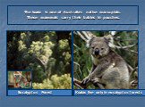 Eucalyptus Forest. The koala is one of Australia’s native marsupials. These mammals carry their babies in pouches. Koalas live only in eucalyptus forests