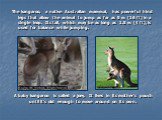 A baby kangaroo is called a joey. It lives in its mother’s pouch until it’s old enough to move around on its own. The kangaroo, a native Australian mammal, has powerful hind legs that allow the animal to jump as far as 5 m (16 ft) in a single leap. Its tail, which may be as long as 1.5 m (4 ft), is 