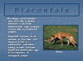 P l a c e n t a l s. The dingo, which inhabits only Australia, probably descends from Asian domesticated dogs brought to Australia by prehistoric peoples. Dingo. Regarded by many as an emblem of Australia, the dingo is in fact a comparative newcomer, having arrived between 3,000 and 8,000 years ago 