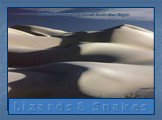 L i z a r d s & S n a k e s. Coastal Dunes on the Great Australian Bight