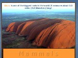 M a m m a l s. Uluru is one of the biggest rocks in the world. It measures about 2.2 miles (3.6 kilometers) long!