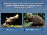 Monotreme, common name applied to a group of egg-laying mammals, including the platypus, or duckbill, and the echidnas, or spiny anteaters. Platypus Short-Beaked Echidna