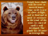 Grizzly bear climbs with the trees to unearth honey, swims easily.It uses its claws to fight, seek its food and to mark its territory on the trunk of the trees. Its sense of smell is well developed. The grizzly has 30 years an average life