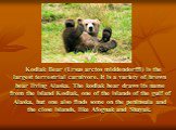 Kodiak Bear (Ursus arctos middendorffi) is the largest terrestrial carnivore. It is a variety of brown bear living Alaska. The kodiak bear draws its name from the island Kodiak, one of the islands of the gulf of Alaska, but one also finds some on the peninsula and the close islands, like Afognak and